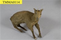 藏品(臺灣山羊)的圖片